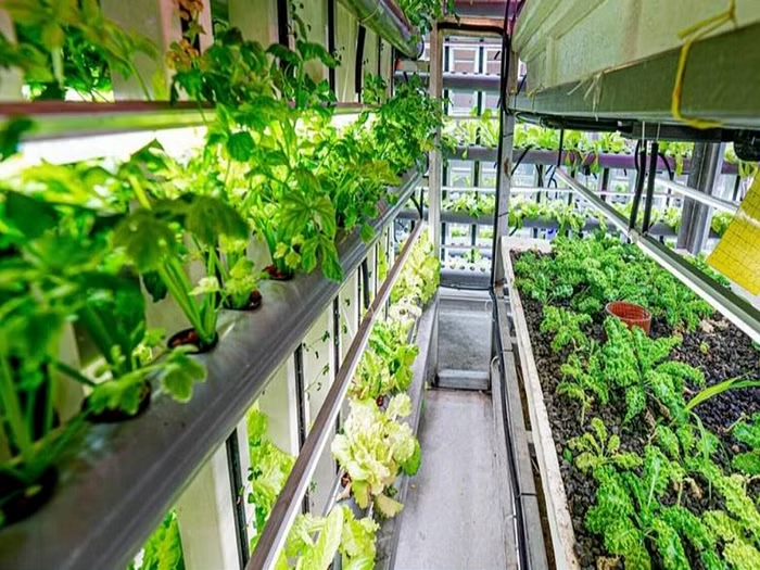 UAE to Implement Hydroponics for Livestock Feed Production