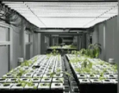 What Is The Photoperiod In Horticulture Lighting ?