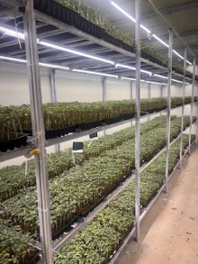 How Grow Lights and Controlled Environments Can Improve Plant Grafting Success