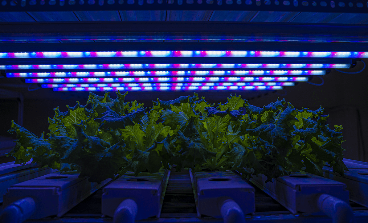 Optimizing Grow Lights for High-Quality Leafy Vegetables