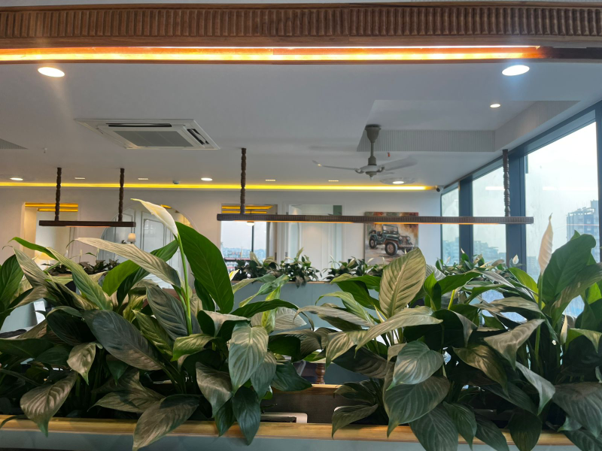 Daily Light Integral (DLI) Requirements for Office Foliage Plants