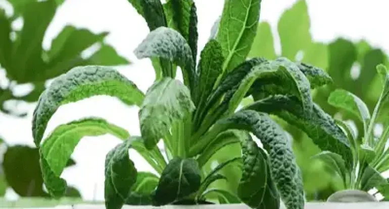 india hydroponics grow lights