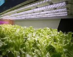 Horticultural Science 7 india Photon efficacy
