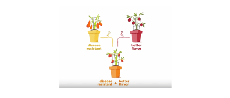Speed Breeding