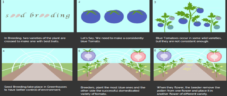Speed Breeding Plant