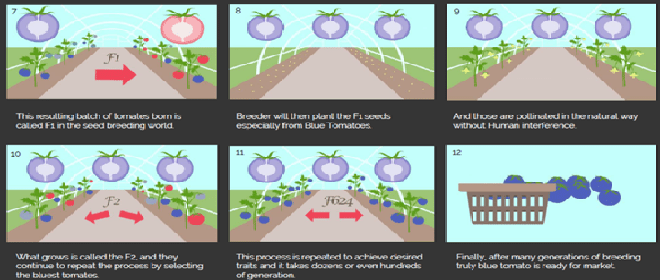 Speed Breeding Process