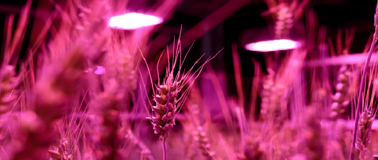 Speed Breeding Plant