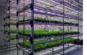 Indoor Vertical Farming