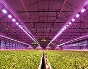 india Greenhouse Light PAR Lamps