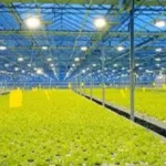 Supplemental lights for greenhouse