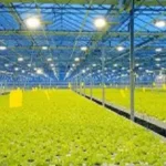 india Supplemental Lights