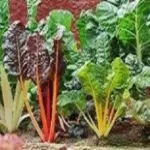 6 vegetables that are the same plant!