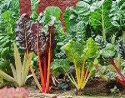 6 vegetables that are the same plant!