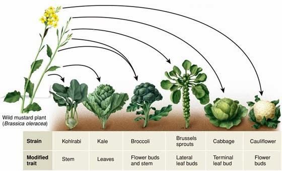 6 vegetables that are the same plant!