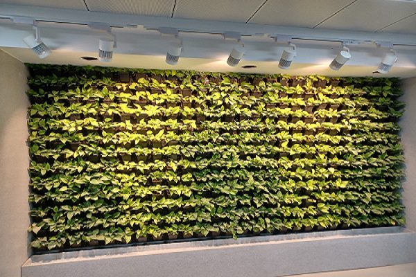 india vertical green wall2