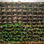 Vertical Green Wall: Bringing Nature Indoors with Nexsel's Optimum Spectrum Lighting Solutions