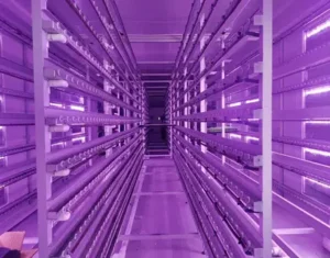 india Grow Chambers