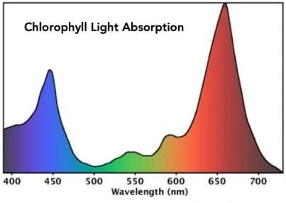 plant spectrum