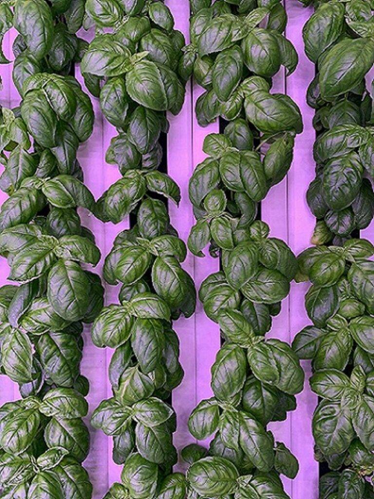 The Importance of High-Efficiency LED Lighting for Indoor Farming