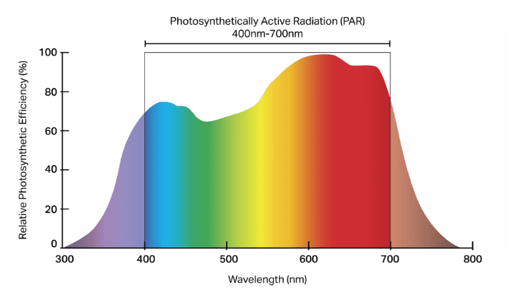 India LED Grow Lights For Strawberry 2