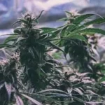 india cannabis