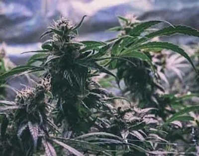 Cannabis Grow Lights – Pros & Cons