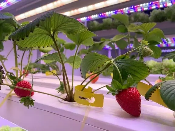 LED Grow Lights for Strawberries