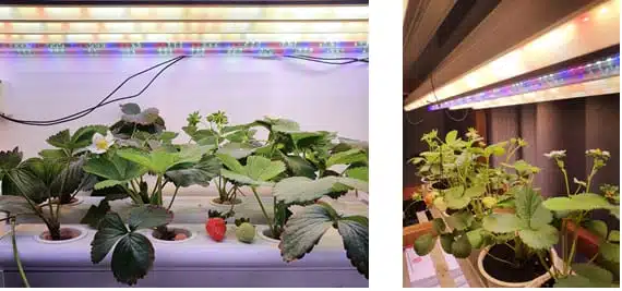 LED Grow Lights for Strawberries