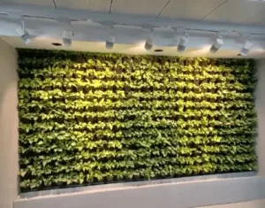 Horticultural Science 2 india Artificial Lighting