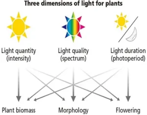 india Lighting Systems