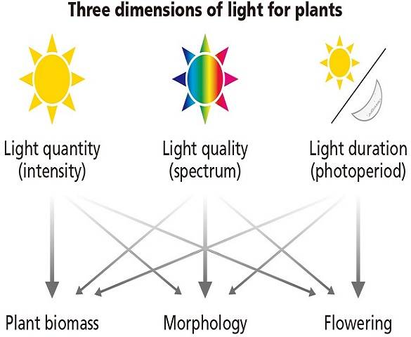Lighting Systems for Indoor Farming