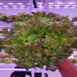 Grow Light Distance from Plants