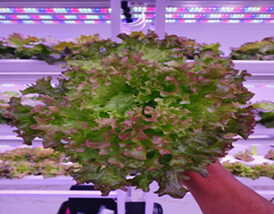 Grow Light Distance from Plants