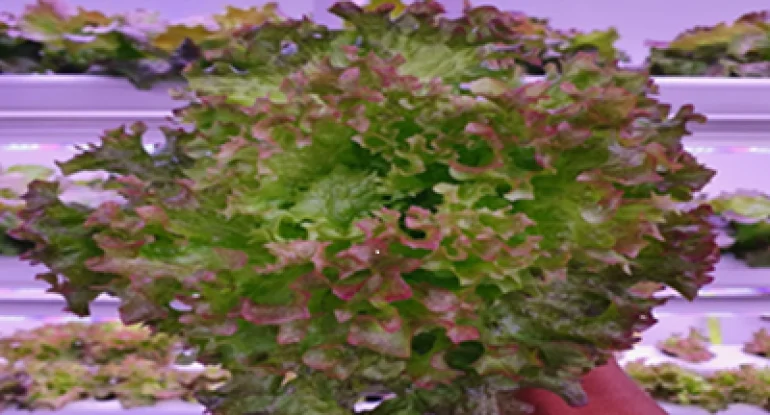 Spectrum Selection Guide