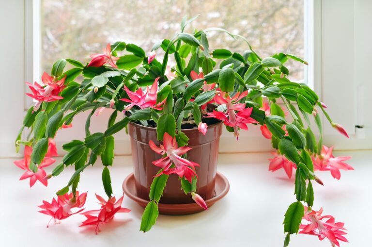 india Indoor plants 4