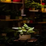 Plant Light Spectrum: Understanding the Key to Successful Indoor Horticulture