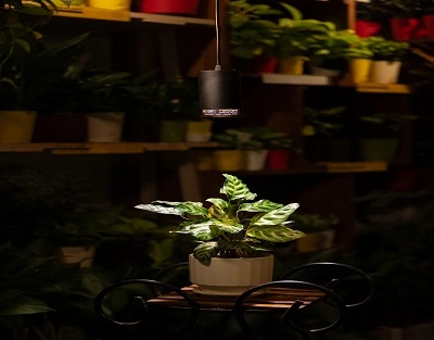 Plant Light Spectrum: Understanding the Key to Successful Indoor Horticulture