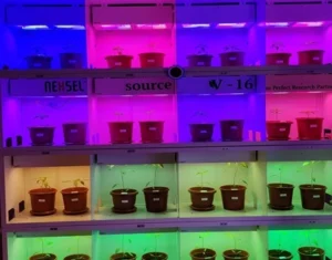 india Double Haploid Lighting Solution