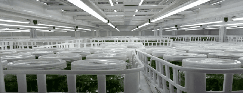 Tissue Culture Grow Light 5