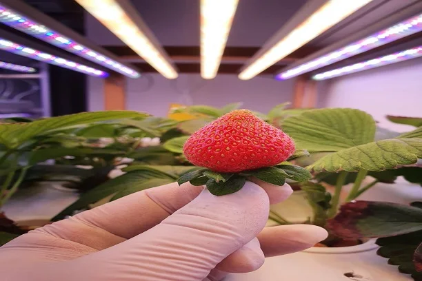 Best LED Grow Lights For Strawberry