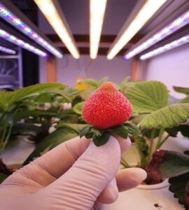 Best LED Grow Lights For Strawberry