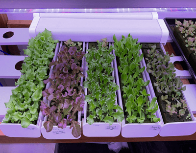 Best Grow Lights for Leafy Vegetables