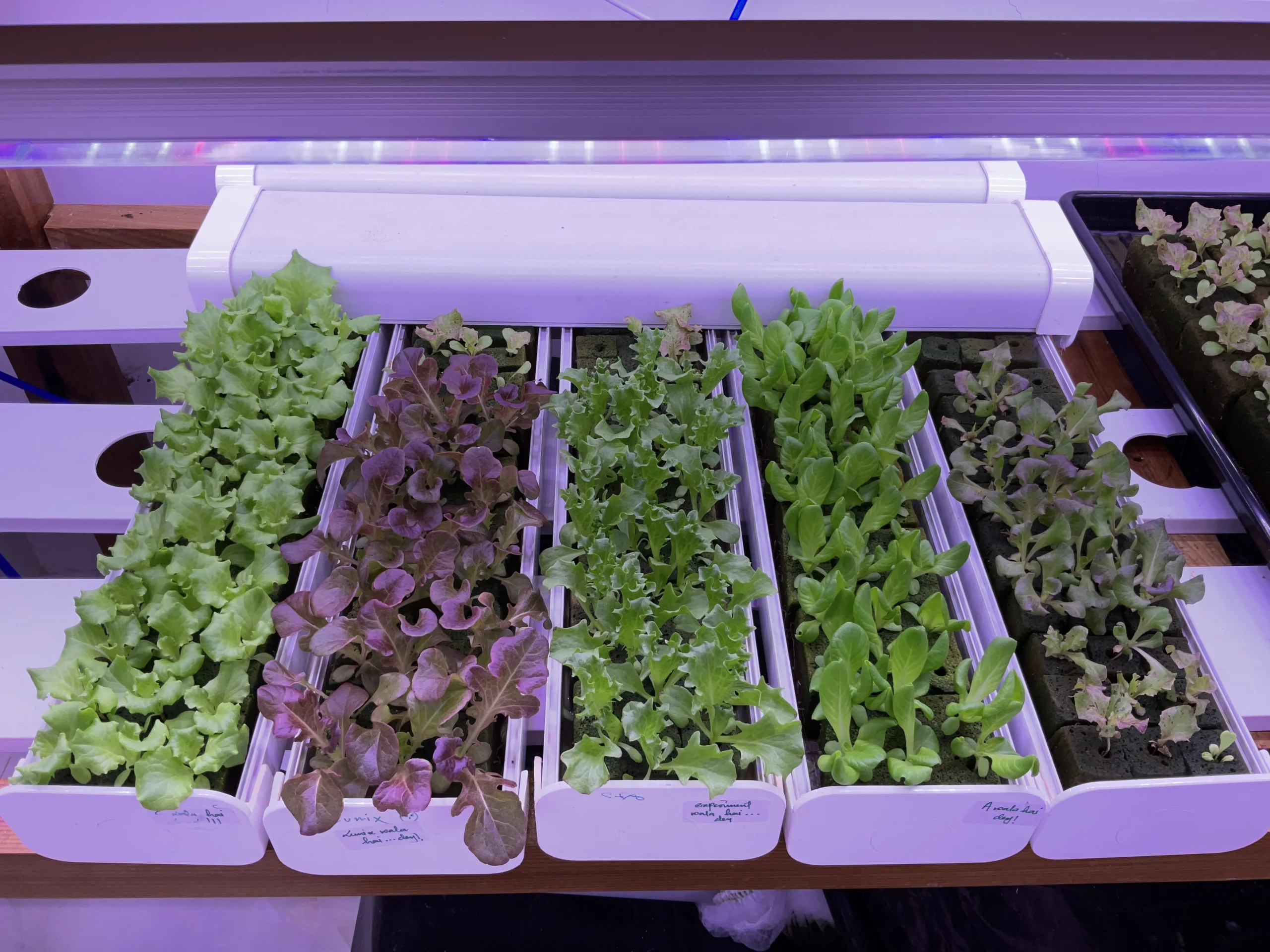 Best Grow Lights for Leafy Vegetables