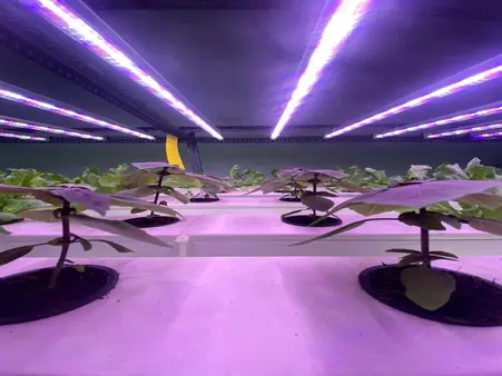 horticulture projects 9
