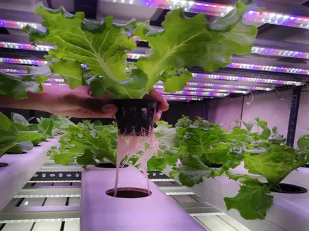 Aswaas Indoor Farm