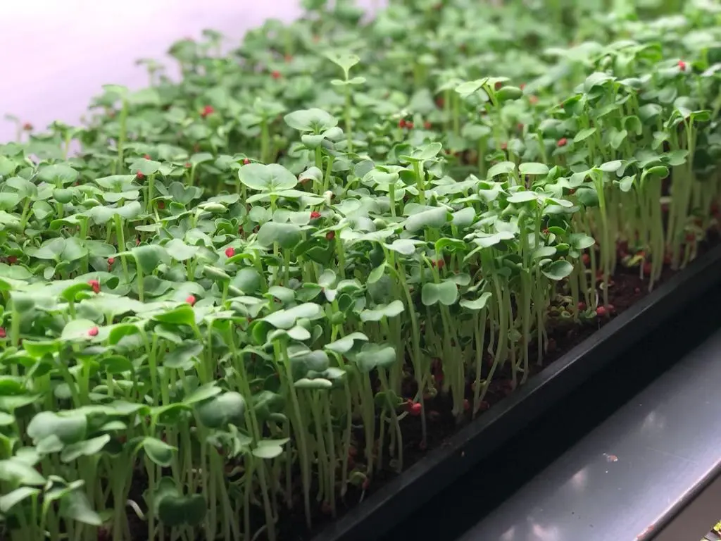 Best Grow Lights for Microgreen