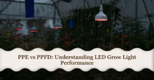 india PPE and PPFD