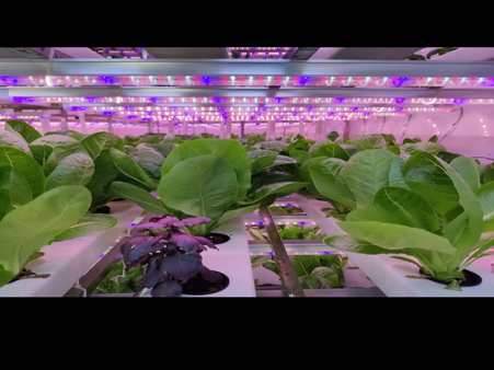 Scalability and Cost-Effectiveness of Controlled Environment Agriculture (CEA) for Cultivating Medicinal Plants