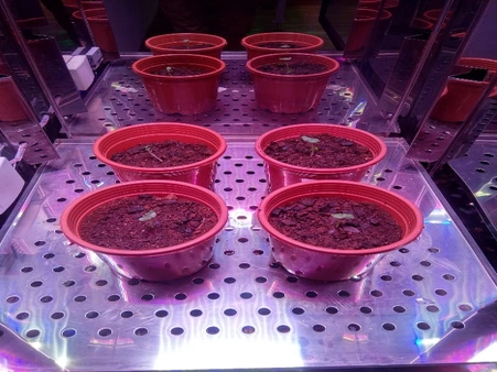 horticulture projects 15