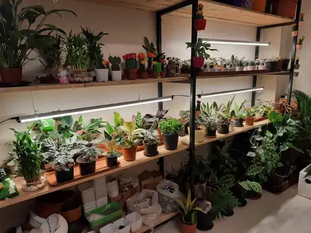 horticulture projects 21